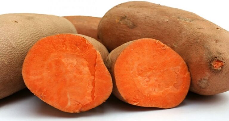 Batata Yacon – Benefícios para Saúde